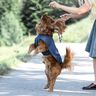 Hundejacke #Louie Nähanleitung und Schnittmuster (Anfänger) thumbnail number 4