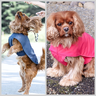 Hundejacke #Louie Nähanleitung und Schnittmuster (Anfänger) thumbnail number 1