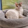 Katzenbett / Hundebett Schnittmuster und Nähanleitung thumbnail number 6