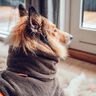 Emma “Hundebademantel”  A0 UND A4 DATEI* thumbnail number 4