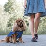 Hundejacke #Louie Nähanleitung und Schnittmuster (Anfänger) thumbnail number 2
