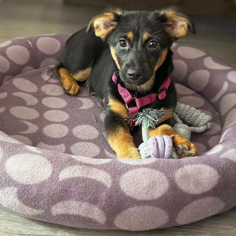 Katzenbett / Hundebett Schnittmuster und Nähanleitung image number 8