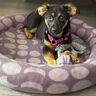 Katzenbett / Hundebett Schnittmuster und Nähanleitung thumbnail number 8