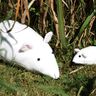 Maus Leopold in 4 Gr. nähen Kuscheltier thumbnail number 3