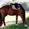 Schabracke für Reitsport - Nähanleitung & Schnittmuster thumbnail number 1