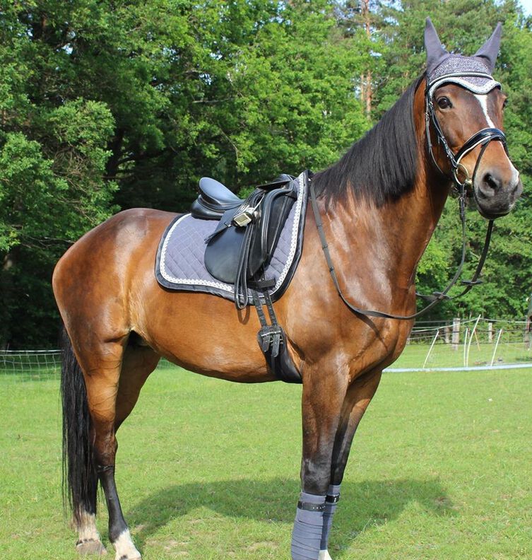 Schabracke für Reitsport - Nähanleitung & Schnittmuster image number 2