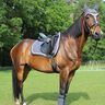 Schabracke für Reitsport - Nähanleitung & Schnittmuster thumbnail number 2
