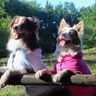 EBook Hundepulli "Charly" thumbnail number 5