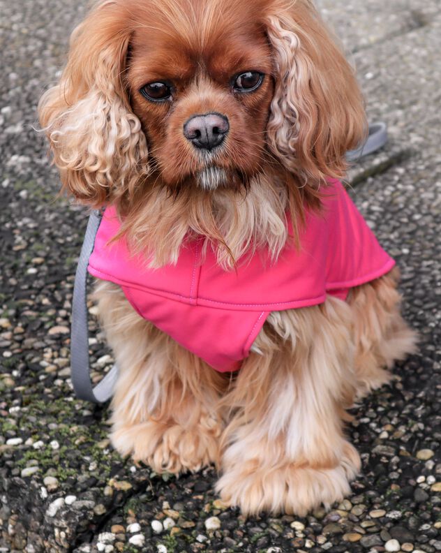 Hundejacke #Louie Nähanleitung und Schnittmuster (Anfänger) image number 5