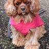 Hundejacke #Louie Nähanleitung und Schnittmuster (Anfänger) thumbnail number 5