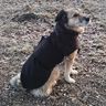 Hundejacke Alma Schnittmuster und Nähanleitung thumbnail number 11
