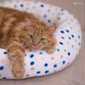 Katzenbett / Hundebett Schnittmuster und Nähanleitung thumbnail number 7