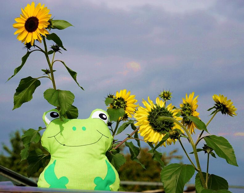Frosch Kissen nähen 3 Gr. Schnittmuster Beamer  image number 6