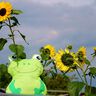 Frosch Kissen nähen 3 Gr. Schnittmuster Beamer  thumbnail number 6