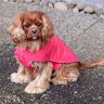 Hundejacke #Louie Nähanleitung und Schnittmuster (Anfänger) thumbnail number 6
