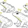 Scribble Kritzel Frosch Froschkönig Stickdatei Doodle thumbnail number 5