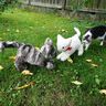 Katze Kuscheltier nähen thumbnail number 3