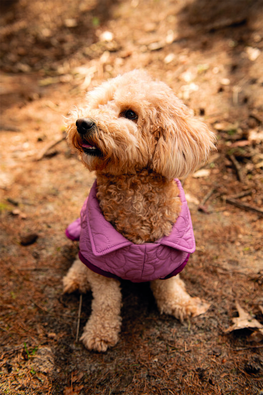 Hundejacke P1823- Poppy Magazine 23 image number 2