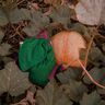 Rucksack "Blatt" in 4 Größen nähen thumbnail number 8