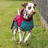 Hundejacke Alma Schnittmuster und Nähanleitung thumbnail number 8