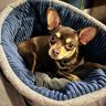Hundebett Katzenkorb SISSI (XS-XL 30-70 cm Bodendurchmesser) thumbnail number 9