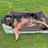 Hundebett Alma Schnittmuster und Nähanleitung thumbnail number 6