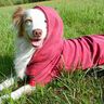 EBook Hundepulli "Charly" thumbnail number 4