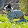 Hundejacke Alma Schnittmuster und Nähanleitung thumbnail number 7