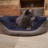 Ebook Katzenbett / Hundebett für kleine Hunde  thumbnail number 3