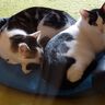 Katzen Höhle nähen mit Schnittmuster Kissen Sack thumbnail number 7
