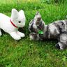 Katze Kuscheltier nähen thumbnail number 8