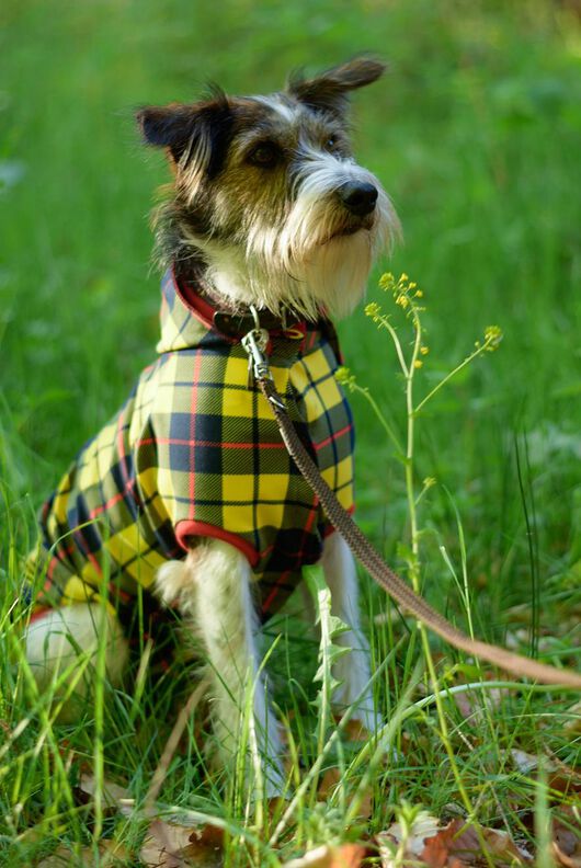 EBook Hundepulli "Charly" image number 2