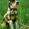 EBook Hundepulli "Charly" thumbnail number 2