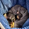 Hundebett Katzenkorb SISSI (XS-XL 30-70 cm Bodendurchmesser) thumbnail number 7