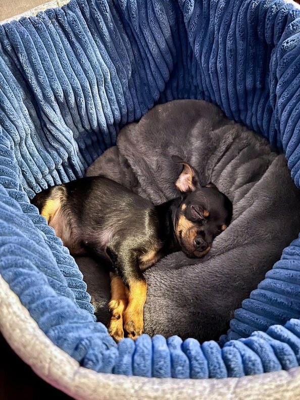 Hundebett Katzenkorb SISSI (XS-XL 30-70 cm Bodendurchmesser) image number 7