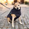 Hundejacke Alma Schnittmuster und Nähanleitung thumbnail number 5