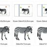 Zebra inkl. Kissen ITH Stickdatei thumbnail number 4