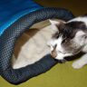 Katzen Höhle nähen mit Schnittmuster Kissen Sack thumbnail number 6