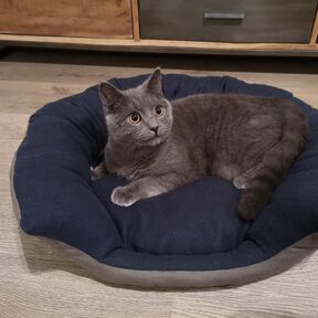 Ebook Katzenbett / Hundebett für kleine Hunde 
