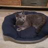Ebook Katzenbett / Hundebett für kleine Hunde  thumbnail number 1