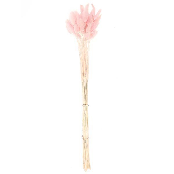 Getrockneter Lagurus [ 50 Stück ] | Rico Design – pink,  image number 4