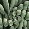 Polsterstoff Kuschelrippe – schilf,  thumbnail number 1