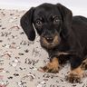 Halbpanama Leinenoptik Dogs Life – natur,  thumbnail number 6