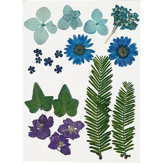 Gepresste Blüten&Blätter [19-teilig] – blau/grün, 