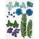 Gepresste Blüten&Blätter [19-teilig] – blau/grün,  thumbnail number 1