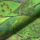 Dekostoff Halbpanama Digitaldruck Landschaft Frühling – apfelgrün/hellgrün,  thumbnail number 2