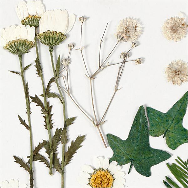 Gepresste Blüten&Blätter [19-teilig] – creme/ grün,  image number 3