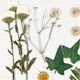 Gepresste Blüten&Blätter [19-teilig] – creme/ grün,  thumbnail number 3