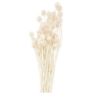 Getrocknete japanische Karde [ 50 g ] | Rico Design – natur, 