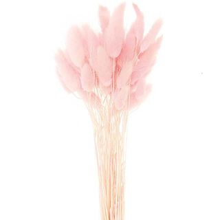 Getrockneter Lagurus [ 50 Stück ] | Rico Design – pink, 